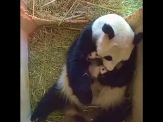 panda with his babies. what does life look like